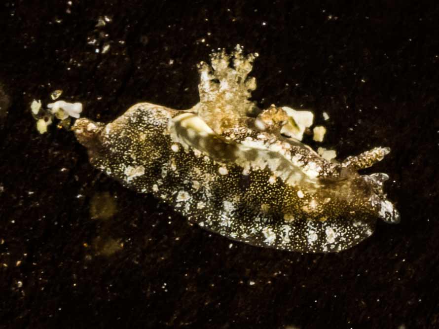 Pelagella joubini